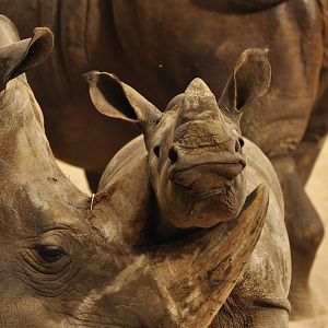 Southern white rhinoceros (Ceratotherium simum simum)