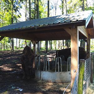Wisent shelter and feeding area, 2021-05-29