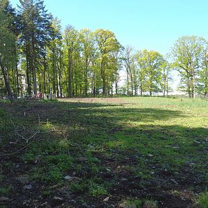 Wisent paddock, 2021-05-29