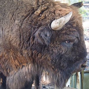 Wisent (Bison bonasus), 2021-05-29