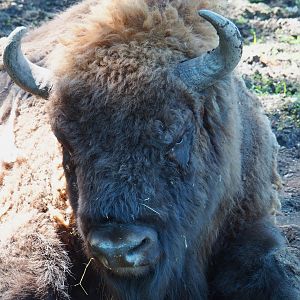 Wisent (Bison bonasus), 2021-05-29