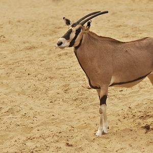 Beisa oryx (Oryx beisa beisa)