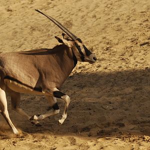 Beisa oryx (Oryx beisa beisa)