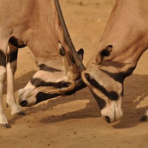 Beisa oryx (Oryx beisa beisa)