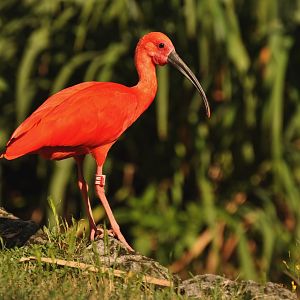 Red ibis (Eudocimus ruber)