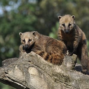 Coati (Nasua nasua)