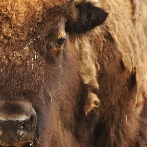 American bison (Bison bison bison)