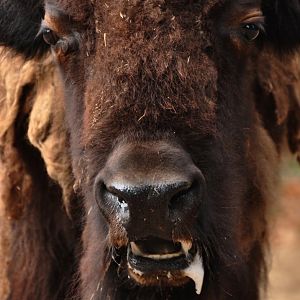 American bison (Bison bison bison)