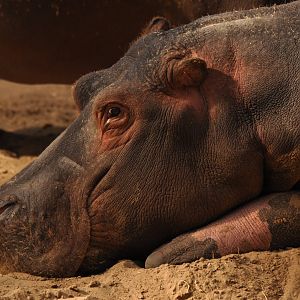 Common hippotamus (Hippopotamus amphibius)