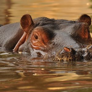 Common hippotamus (Hippopotamus amphibius)