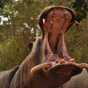 Common hippotamus (Hippopotamus amphibius)