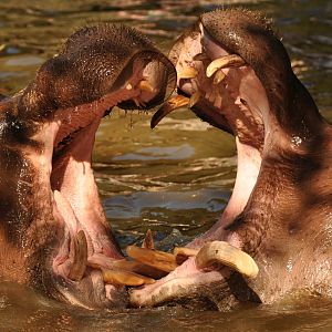 Common hippotamus (Hippopotamus amphibius)
