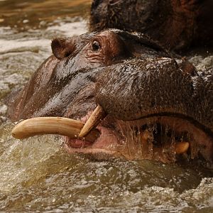 Common hippotamus (Hippopotamus amphibius)