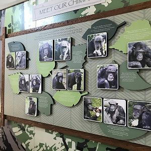 Chimpanzee identification sign