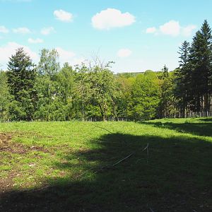 Mishmi takin paddock, 2021-05-29