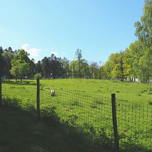 Mishmi takin paddock, 2021-05-29