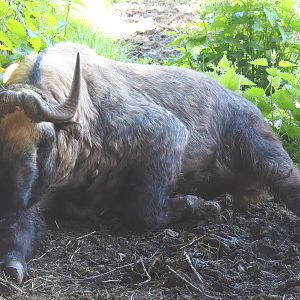Mishmi takin (Budorcas taxicolor taxicolor), 2021-05-29