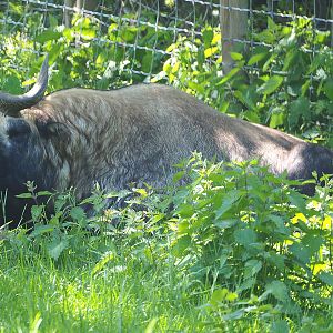 Mishmi takin (Budorcas taxicolor taxicolor), 2021-05-29