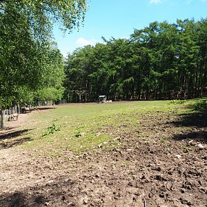 Common fallow deer, Scottish Highland cattle and Heck horse paddock, 2021-05-29