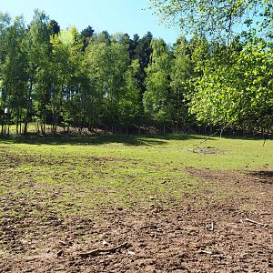 Common fallow deer, Scottish Highland cattle and Heck horse paddock, 2021-05-29