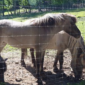 Heck horses (Equus ferus caballus), 2021-05-29
