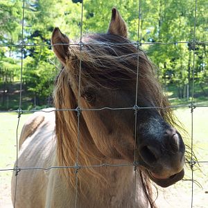 Heck horse (Equus ferus caballus), 2021-05-29
