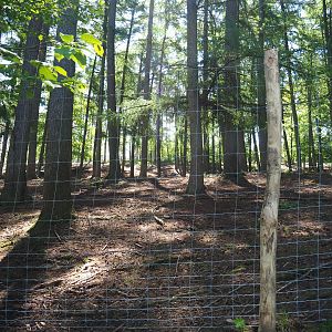 Common fallow deer, Scottish Highland cattle and Heck horse paddock, 2021-05-29