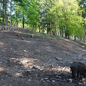 Central European wild boar exhibit (Temporarily smaller because of fencing renovations), 2021-05-29