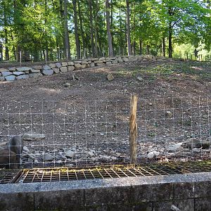 Central European wild boar exhibit (Temporarily smaller because of fencing renovations), 2021-05-29