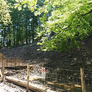 Central European wild boar exhibit (Temporarily smaller because of fencing renovations), 2021-05-29