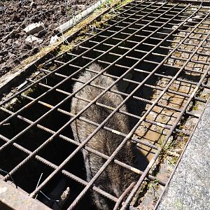 Weird muddy Central European wild boar pen, 2021-05-29