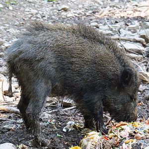 Central European wild boar (Sus scrofa scrofa), 2021-05-29