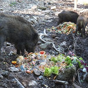 Central European wild boars (Sus scrofa scrofa) feeding on vegetable slop, 2021-05-29