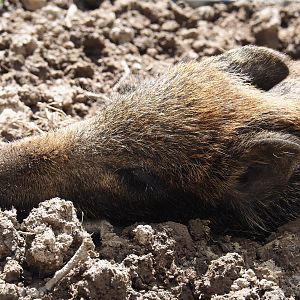 Central European wild boar (Sus scrofa scrofa), 2021-05-29