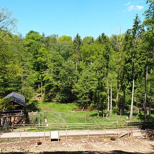Eurasian brown bear forest, 2021-05-29