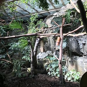 Female koala enclosure