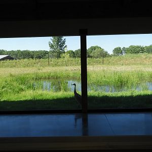 Sandhill Crane exhibit (view from within welcome center) - New in 2021