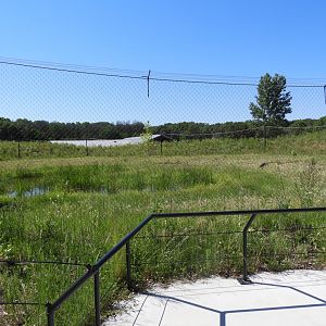 Sandhill Crane exhibit (view from outside the welcome center) - New in 2021