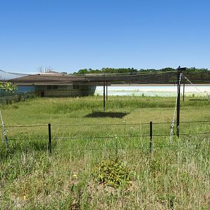 Sarus Crane exhibit - New in 2021