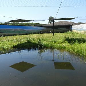 Blue Crane exhibit - Spirit of Africa