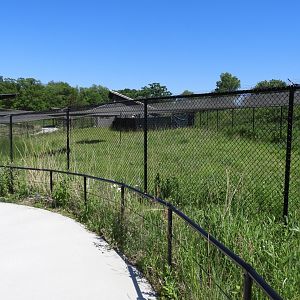 Demoiselle Crane exhibit - Spirit of Africa