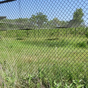Gray Crowned Crane exhibit - Spirit of Africa