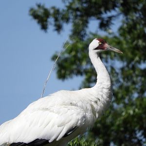 Whooping Crane (Grus americana)
