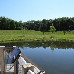 Siberian Crane exhibit - New in 2021