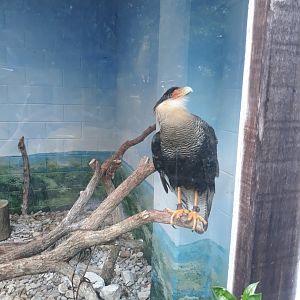 Northern crested caracara