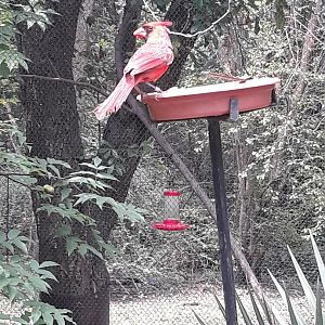 Northern cardinal