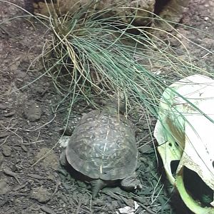 Ornate box turtle