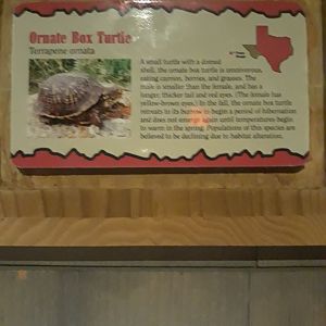 Box turtle sign