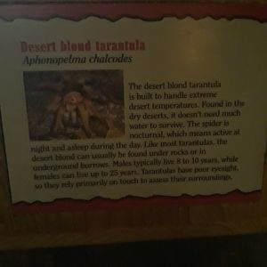 Tarantula sign