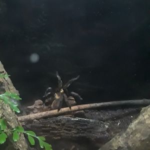 Western desert tarantula